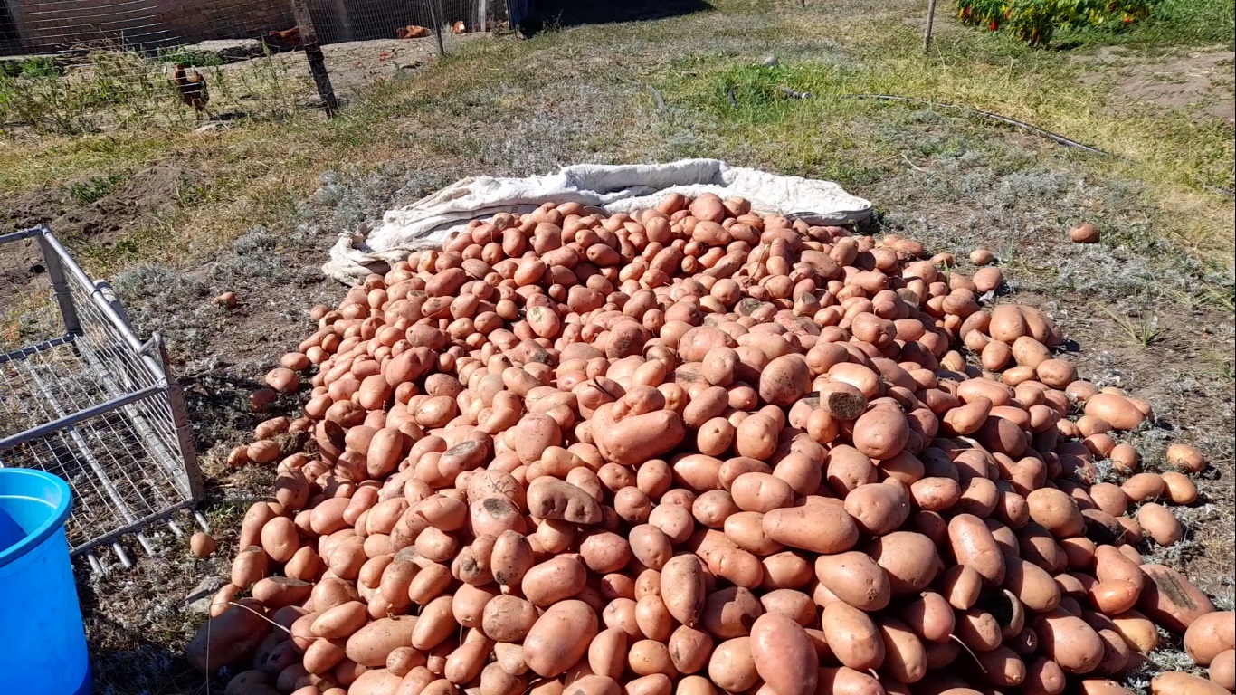 Уборка картофеля картофелекопалкой с контейнером или без? 2022 год.