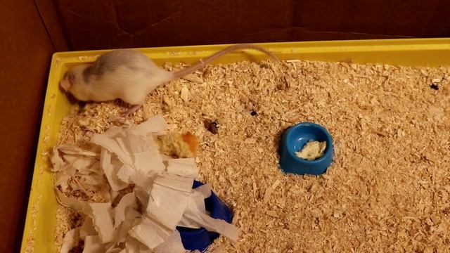 НОВОРОЖДЕННЫЕ КРЫСКИ смотреть онлайн