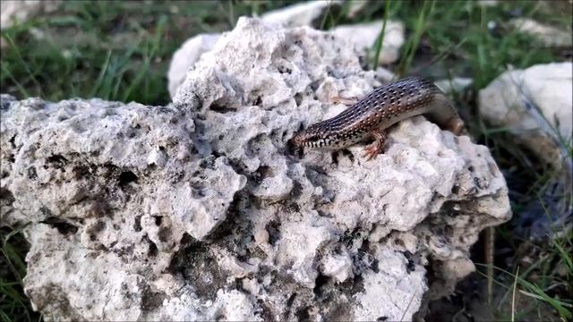 Прогулки на Кипре. 27.12.2019. Халциды, фаланга, змееголовка. смотреть онлайн