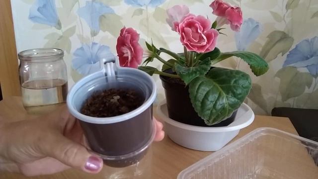 Глоксинии. Начало эксперимента. смотреть онлайн