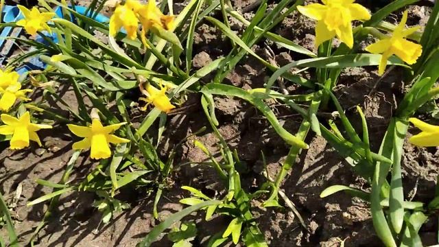 Нарцис міні Тет-а-Тет. Нарцисс, Narcissus Tete-a-Tete