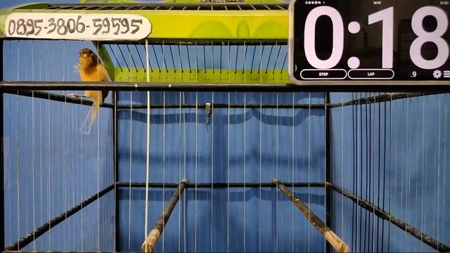 OBRAL HARGA ! KENARI BERKUALITAS SEMUA SERI DILELANG UGAL-UGALAN смотреть онлайн