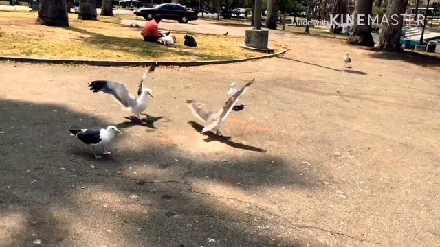 ?ЛОС-АНДЖЕЛЕС.НИЧЕГО НЕ ПОНЯЛИ.КАКАШКИ ВОКРУГ.НЕТ ВРЕМЕНИ.ПЛАНЫ СМЕНИЛИ смотреть онлайн