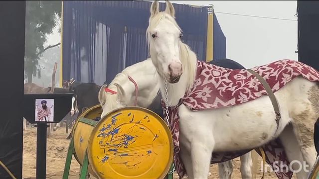 देखिए हमारे फार्म हाउस पर दो सफेद कलर के घोड़े कितने सुंदर लगते हैं || Vlog video my Farm house смотреть онлайн