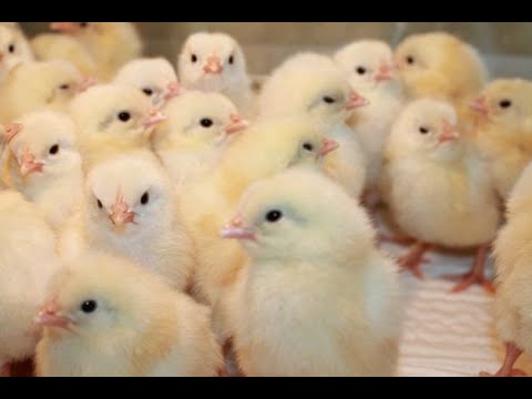 ПРОДУКТИВНЫЕ ЦЫПЛЯТА ЛЕГКО! СМОТРИ И ДЕЙСТВУЙ! смотреть онлайн