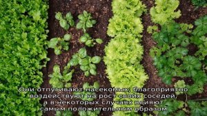 Петрушка — с чем рядом можно сажать