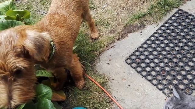 Очередная рыба дружбы :) смотреть онлайн