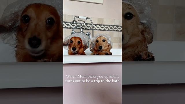 At least the ears are safe смотреть онлайн