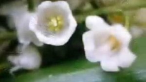 Песня о любви (из к/ф "Гардемарины,вперёд!")