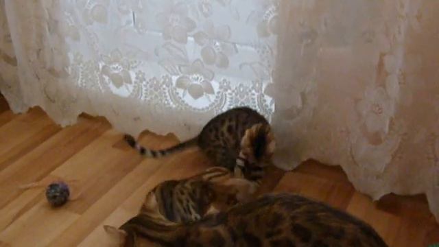 Бенгальские котята