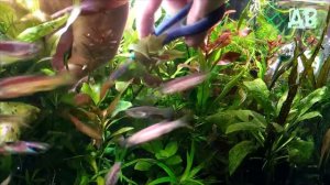 Посылка с  аквариумными растениями которые настригли Александру с Торецка!