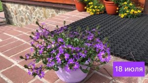 Сцевола. Как вырастить от черенка до цветущего куста