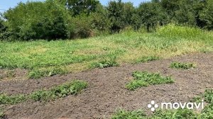 Огурцы сорт Prolix кратко о сорте