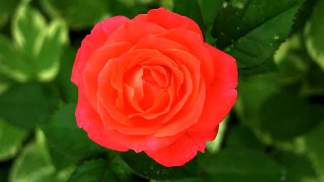 Хорошие клипы и видео онлайн