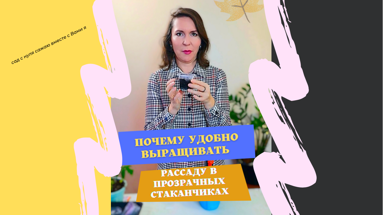 Почему удобно выращивать рассаду в прозрачных  стаканчиках.