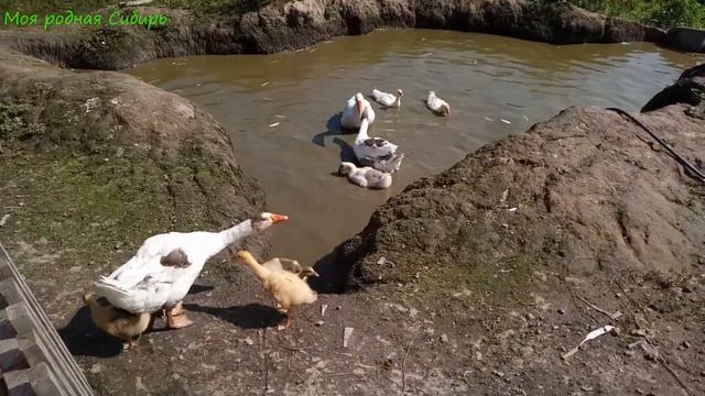 Гуси из шалаша налетели на Фимочкиных гусяток! Кота оставила караулить дом. смотреть онлайн