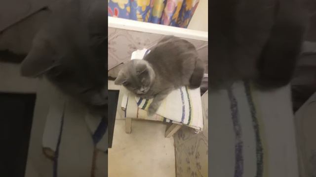 Вредная кошка не даёт себя погладить смотреть онлайн