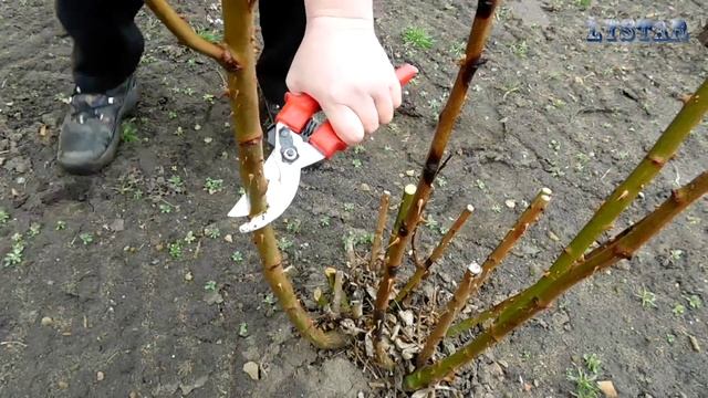 обрезка чайно гибридной розы весной огород сад розарий цветник смотреть онлайн