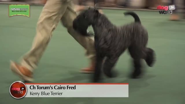 National Terrier 2017 - Best in Show Highlights смотреть онлайн