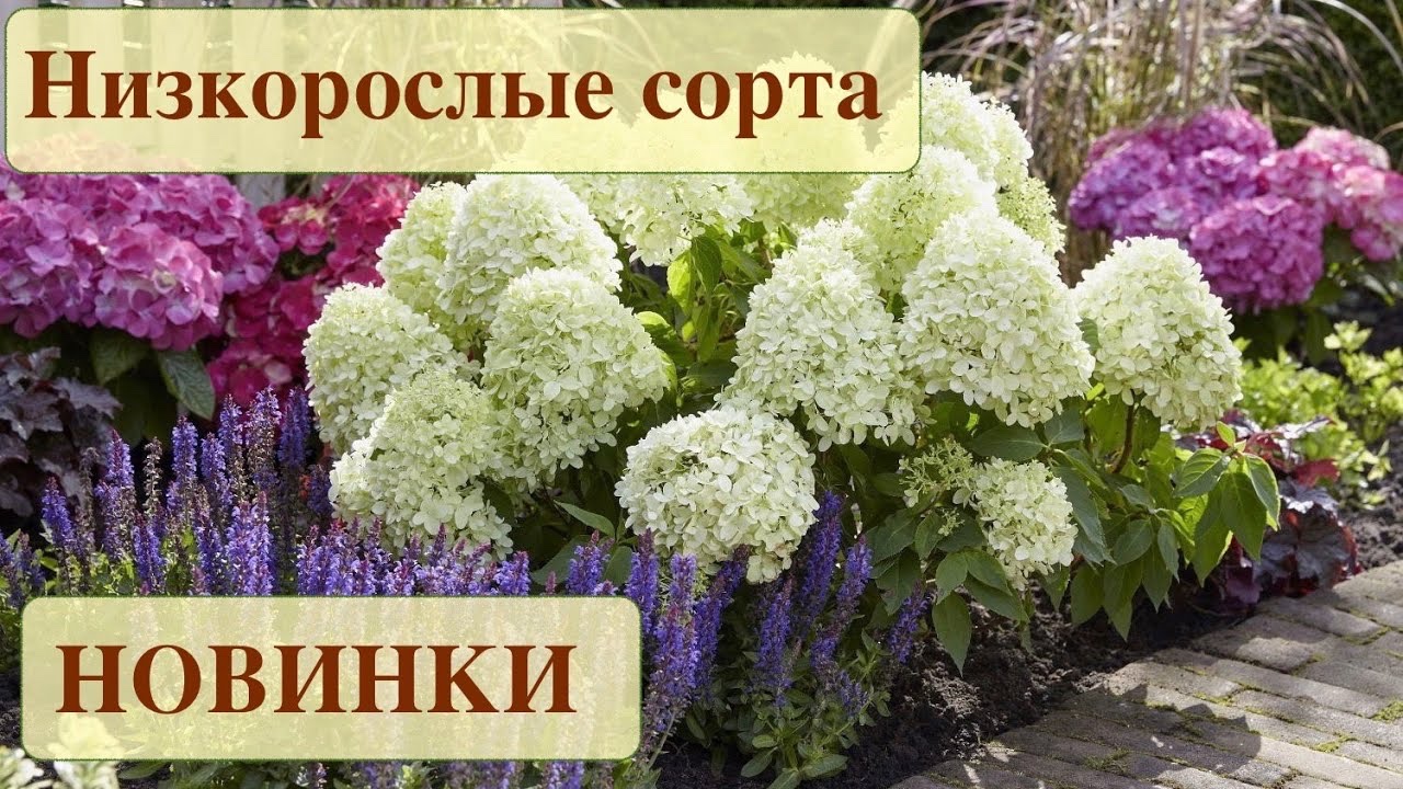 ГОРТЕНЗИИ МЕТЕЛЬЧАТЫЕ. НОВИНКИ и НИЗКОРОСЛЫЕ СОРТА. Hydrangea paniculata. New products. смотреть онлайн