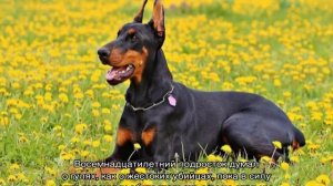 Доберман: характеристика породы, все о собаках