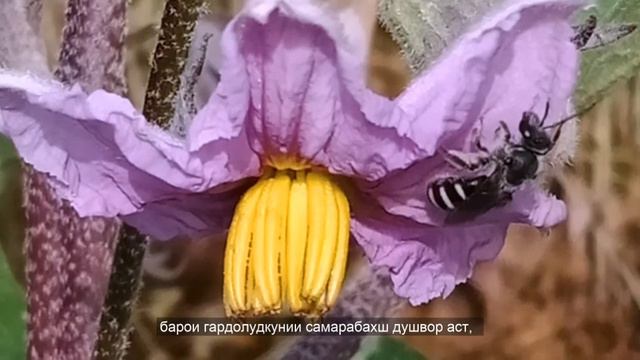 Gain Better Yields by Protecting Pollinators - Tajik смотреть онлайн