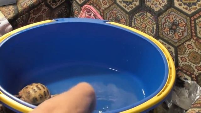 Как подготовить черепаху к спячке/ Спячка у черепах смотреть онлайн