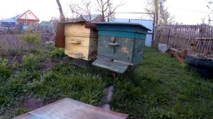 Как перенести улей с пчёлами на новое место.