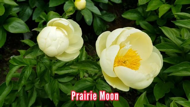 Herbaceous Peonies: Lemon Chiffon, Prairie Moon, Golden Wheel смотреть онлайн