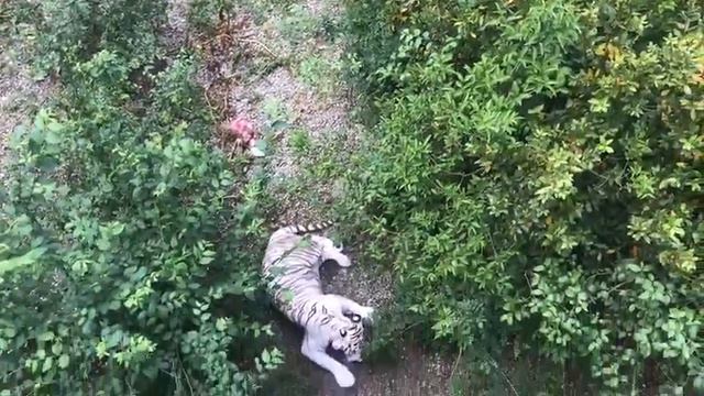 Белый тигр. смотреть онлайн