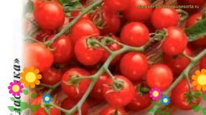 Томат Дюймовочка. Краткий обзор, описание характеристик, где купить семена solánum lycopérsicum