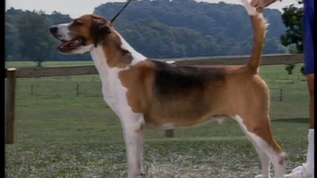 English Foxhound - Foxhound Inglés - イングリッシュ・フォックスハウンド - AKC Dog breed series смотреть онлайн