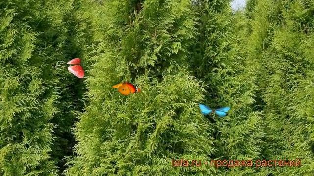 Туя западная Брабант (thuja occidentalis brabant) ? Брабант обзор: как сажать, саженцы туи Брабант смотреть онлайн