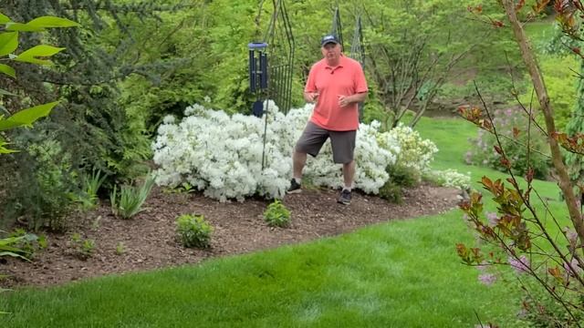 HOW TO Grow Gorgeous Evergreen Azaleas - David's tips and suggestions смотреть онлайн