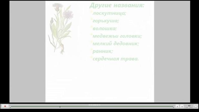 Василек луговой Лечебные свойства смотреть онлайн
