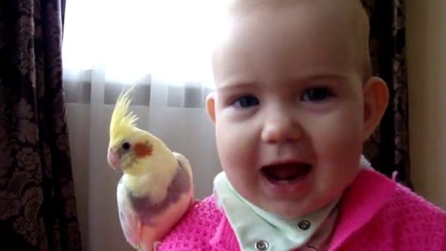 Алиса с Севой, попугаем корелла. смотреть онлайн