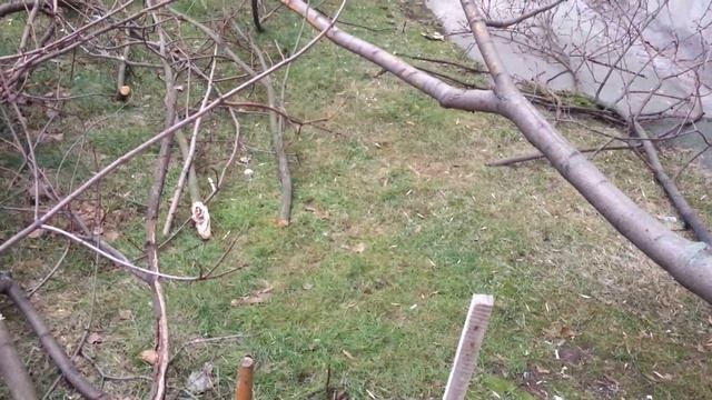 Спилили клен ? Часть 2 смотреть онлайн