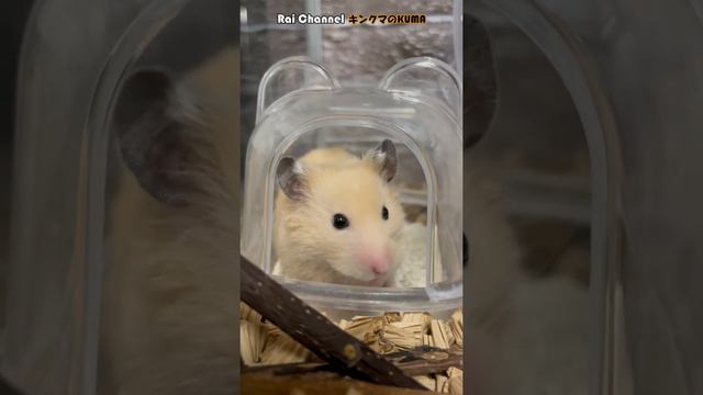 キンクマがトイレポーズのままフリーズ【ハムスター背伸びとあくび】おまけ映像付き смотреть онлайн