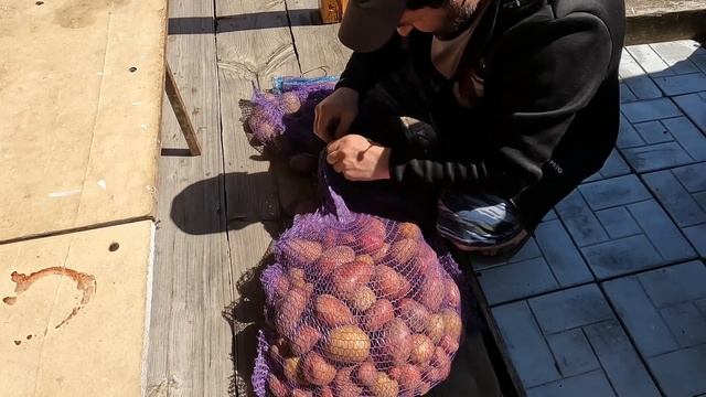 Наводим порядок в помидорных теплицах. Сафар  всё же распилил баллон.