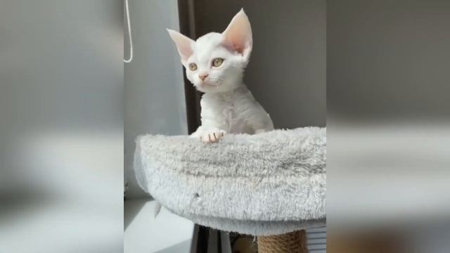 Топ 10 пород кошек для квартирной жизни | кошки для детей смотреть онлайн