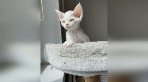 Топ 10 пород кошек для квартирной жизни | кошки для детей