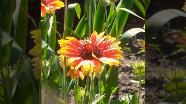 Цветок гайлардия многолетняя серия465 смотреть онлайн