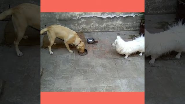 Active Dogs смотреть онлайн