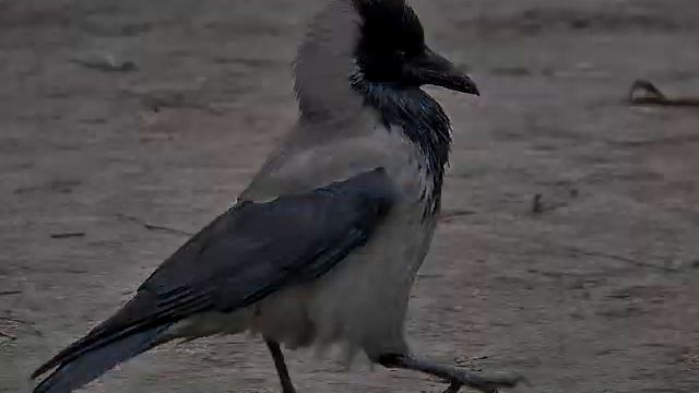 а может быть смотреть онлайн