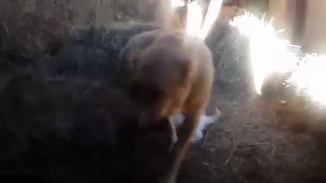 Young Armenian Gampr pups & mother смотреть онлайн
