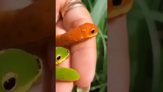 Милаха - гусеница бабочки papilio troilus смотреть онлайн
