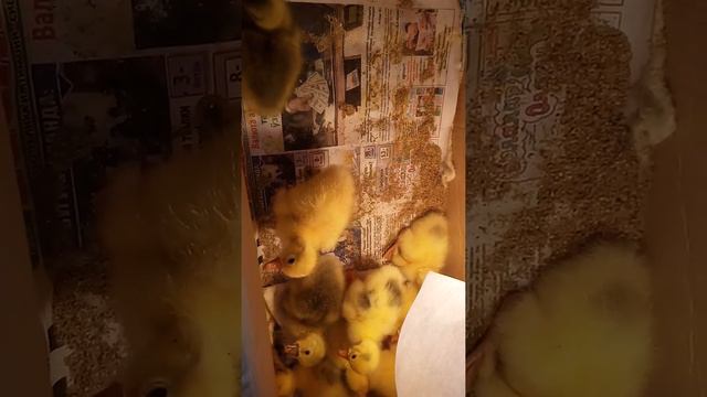 Гусята под индюшки смотреть онлайн