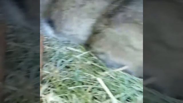 Про вакцину кроликов и как чувствуют кролики после вакцины смотреть онлайн