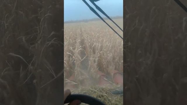 настройка комбайна John Deere для кукурузы смотреть онлайн