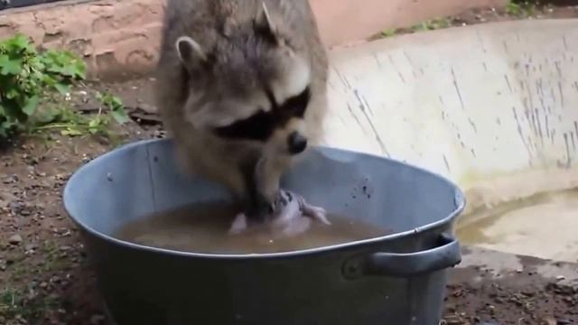 Енот стирает билье смотреть онлайн